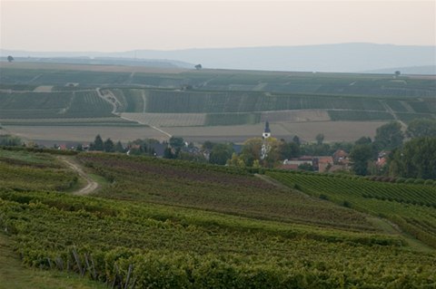 Weinfelder 01